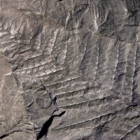 Bruchstücke des Blattwedels eines Farnbaums aus dem Karbon