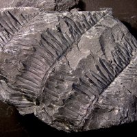 Bruchstücke von Blattwedeln eines Farnbaums aus dem Karbon