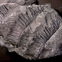 Bruchstücke von Blattwedeln eines Farnbaums aus dem Karbon