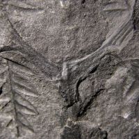 Bruchstück einer Astverzweigung von Farnwedeln eines Farnbaums aus dem Karbon