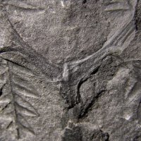 Bruchstück einer Astverzweigung von Farnwedeln eines Farnbaums aus dem Karbon
