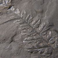 Bruchstücke des Blattwedels eines Farnbaums aus dem Karbon