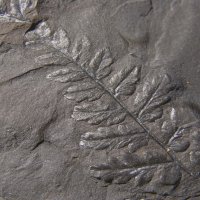 Bruchstücke des Blattwedels eines Farnbaums aus dem Karbon
