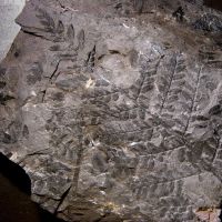 Bruchstücke des Blattwedels eines Farnbaums aus dem Karbon