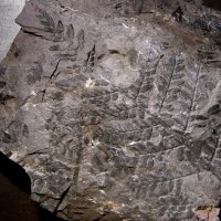 Bruchstücke des Blattwedels eines Farnbaums aus dem Karbon