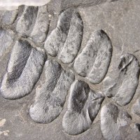 Ausschnitt eines Blattwedels mit großen Fiedern eines Farngewächses aus dem Karbon