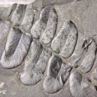 Ausschnitt eines Blattwedels mit großen Fiedern eines Farngewächses aus dem Karbon