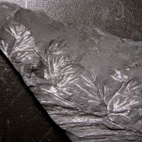 Bruchstücke des Blattwedels eines Farnbaums aus dem Karbon