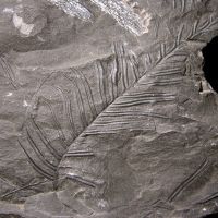 Bruchstücke des Blattwedels eines Farnbaums aus dem Karbon