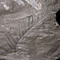 Bruchstücke des Blattwedels eines Farnbaums aus dem Karbon