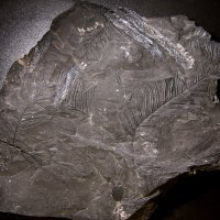 Bruchstücke des Blattwedels eines Farnbaums aus dem Karbon
