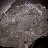 Bruchstücke des Blattwedels eines Farnbaums aus dem Karbon