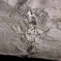 Gegliederte Stammreste eines Schachtelhalmbaums (Calamit) mit Zweigresten aus dem Karbon