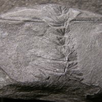 fossiler Zweig eines Schachtelhalmbaums mit Blättern