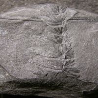 fossiler Zweig eines Schachtelhalmbaums mit Blättern