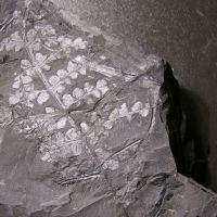 Bruchstücke des Blattwedels eines Farngewächses aus dem Karbon