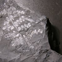 Bruchstücke des Blattwedels eines Farngewächses aus dem Karbon