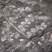 Bruchstücke des Blattwedels eines Farngewächses aus dem Karbon