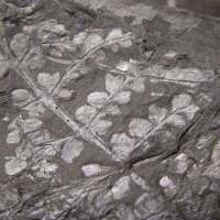 Bruchstücke des Blattwedels eines Farngewächses aus dem Karbon