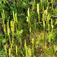 Kolbenbärlapp mit kolbenartigen Sporangien-Behältern an den Enden von aufrecht wachsenden Sprossen