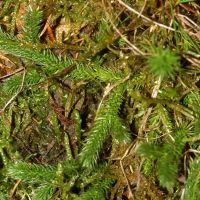 Kolbenbärlapp-Pflanze aus am Boden kriechendem Spross mit kleinen lanzetlichen Blättern und dichotomer Verzweigung