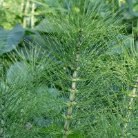 Riesenschachtelhalm-Spross