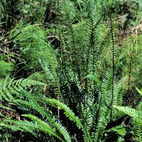 Rippenfarn mit sterilen Blättern (kurz Rosette) und fertilen Blättern (lange Blätter mit dunklen Sporangien)