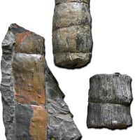 Gegliederte Stammreste eines Schachtelhalmbaums (Calamit) aus dem Karbon