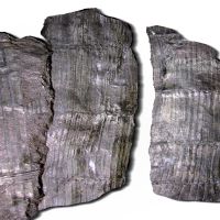 Gegliederte Stammreste eines Schachtelhalmbaums (Calamit) aus dem Karbon