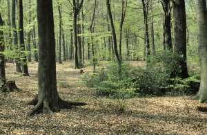 Buchen-Eichen-Hainbuchenwald - Teilbereiche des Rumbecker Holzes sind ein Rotbuchen-Eichen-Hainbuchen-Hallenwald mit nur gering ausgeprägter Strauchschicht