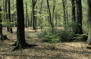 Hallenwaldbereich aus Rotbuchen, Stieleichen und Hainbuchen.