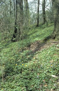 Der Laubmischwald der Sternhelle mit gut ausgeprägter Strauch- und Krautschicht.