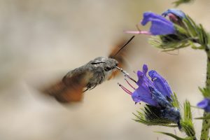 Taubenschwänzchen saugt an Natternkopfblüte