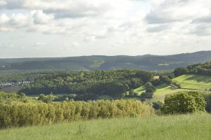 Im Vordergrund der Waldlandschaft liegt die Sternhelle