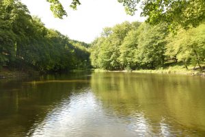 Der Waldteich im Rumbecker Holz ist ein künstliches Gewässer