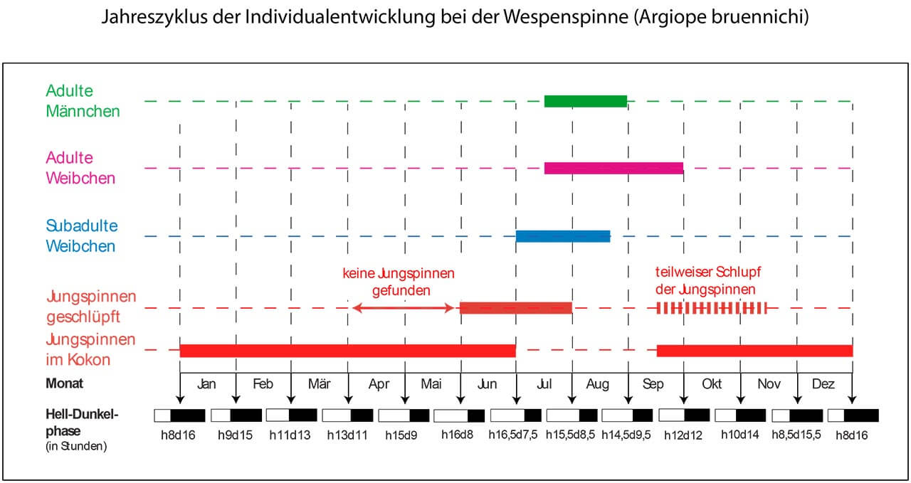 Grafik 16