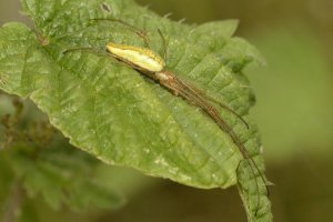 Streckerspinne (Tetragnatha extensa)