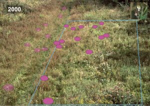 Anzahl und Verteilung der Wespenspinnennetze auf der Kontrollfläche 2000.