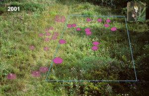 Anzahl und Verteilung der Wespenspinnennetze auf der Kontrollfläche 2001.