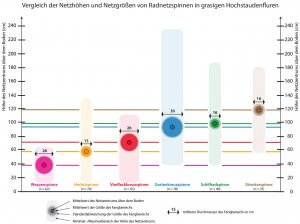 Netzhöhe und Größe des Fangbereichs bei 6 Radnetzspinnen in grasigen Hochstaudenfluren