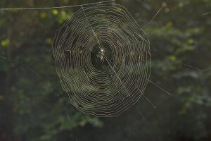 Netz der Gartenkreuzspinne aus Fangbereich mit der Fangspirale und Rahmenbereich aus Rahmen- und Radienfäden.