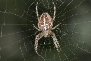 Gartenkreuzspinne (Araneus diadematus)