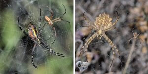 Paar der heimische Wespenspinne Argiope bruennichi (links) und der gelappten Wespenspinne Argiope lobata (rechts).