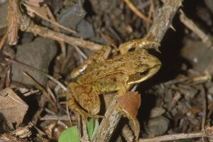 Junger Grasfrosch