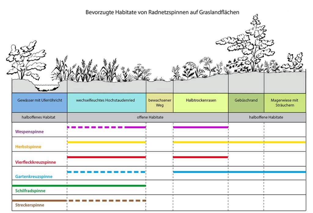 Habitatpräferenz von Radnetzspinnen auf differenziert strukturierten Graslandflächen; durchgezogene Linie: bevorzugt besiedelte Habitatstruktur, gestrichelte Linie: gering besiedelte Habitatstruktur; (nach NYFFELER & BENZ 1989 und eigenen Beobachtungen)