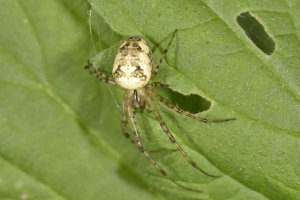 Herbstspinne (Meta segmentata)