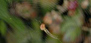 Das Netz der Herbstspinne mit großer Neigungsabweichung von der Senkrechten.