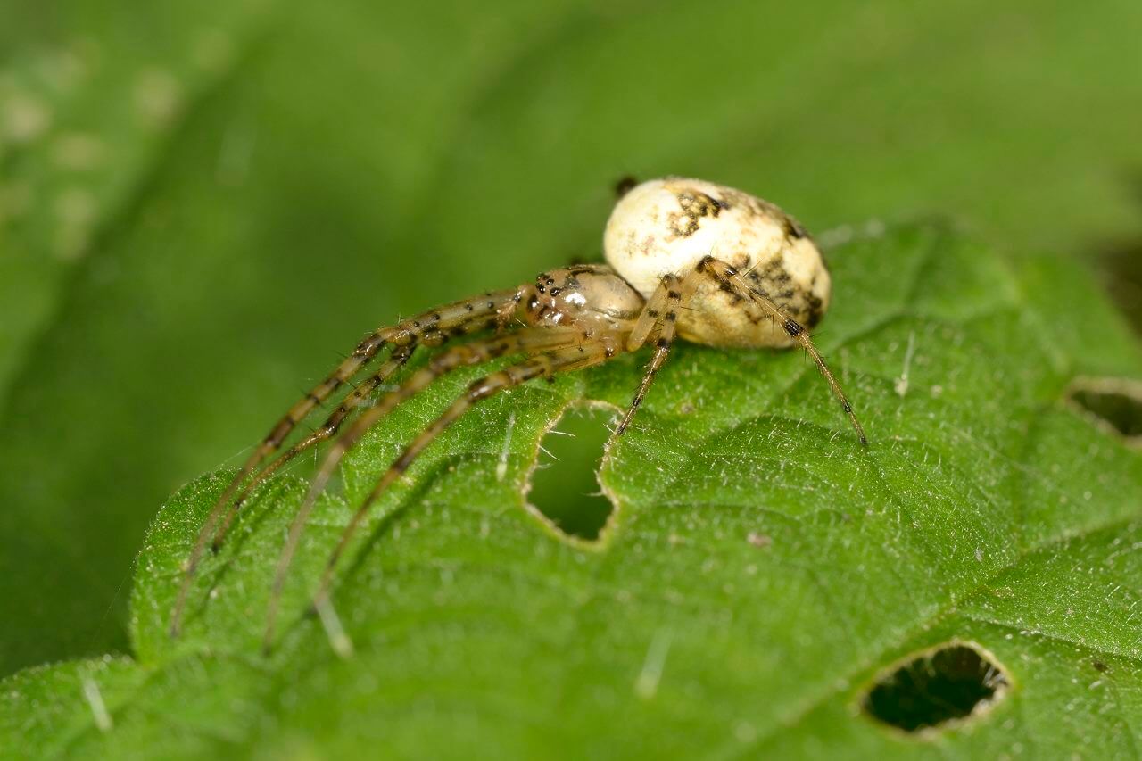 Bildergalerie Herbstspinne