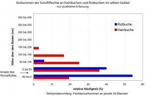 Vorkommen der Schriftflechte an Stämmen von Hainbuchen und Rotbuchen in Abhängigkeit von der Höhe über dem Boden.