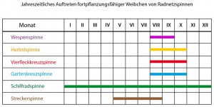 Auftreten von Radnetzspinnen im Jahresablauf (nach NYFFELER & BENZ 1989 und eigenen Beobachtungen)